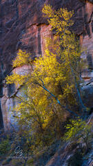 Autumn Morning in the Canyon print