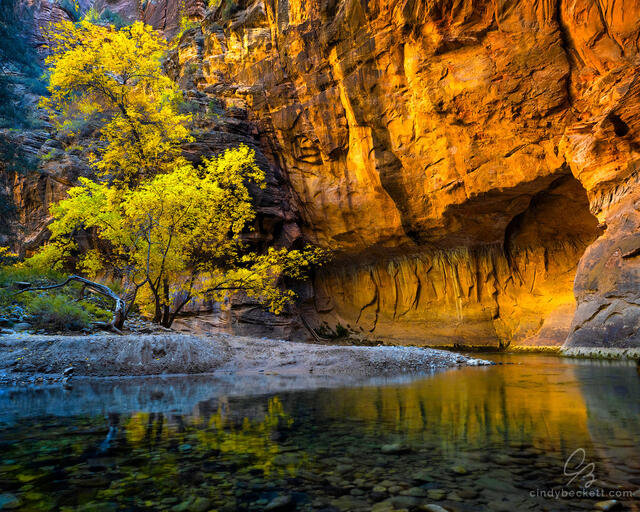 Fall cottonwood tree along the Virgin River narrows sitting across from a large cove carved into the steep canyon walls.