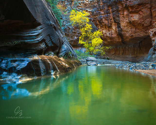 A calm pool of water along the Virgin River reflects an autumn cottonwood tree in this image taken in the narrow canyons of Zion National Park.
