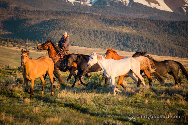 A cowgirl wrangles the ranches' working horses in the early morning hours as sunrise falls over the meadow and surrounding mountains.