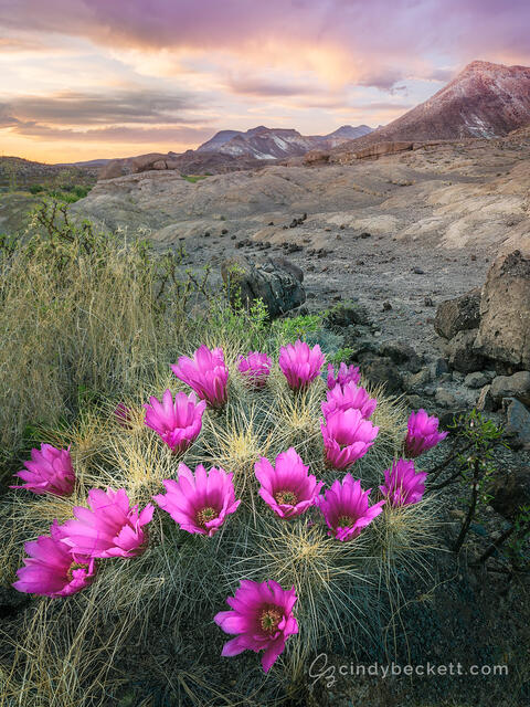 A strawberry hedgehog cactus is in full bloom on the desert hillside in the Rio Grande river canyon. Twilight shows on clouds and mountains behind the scene