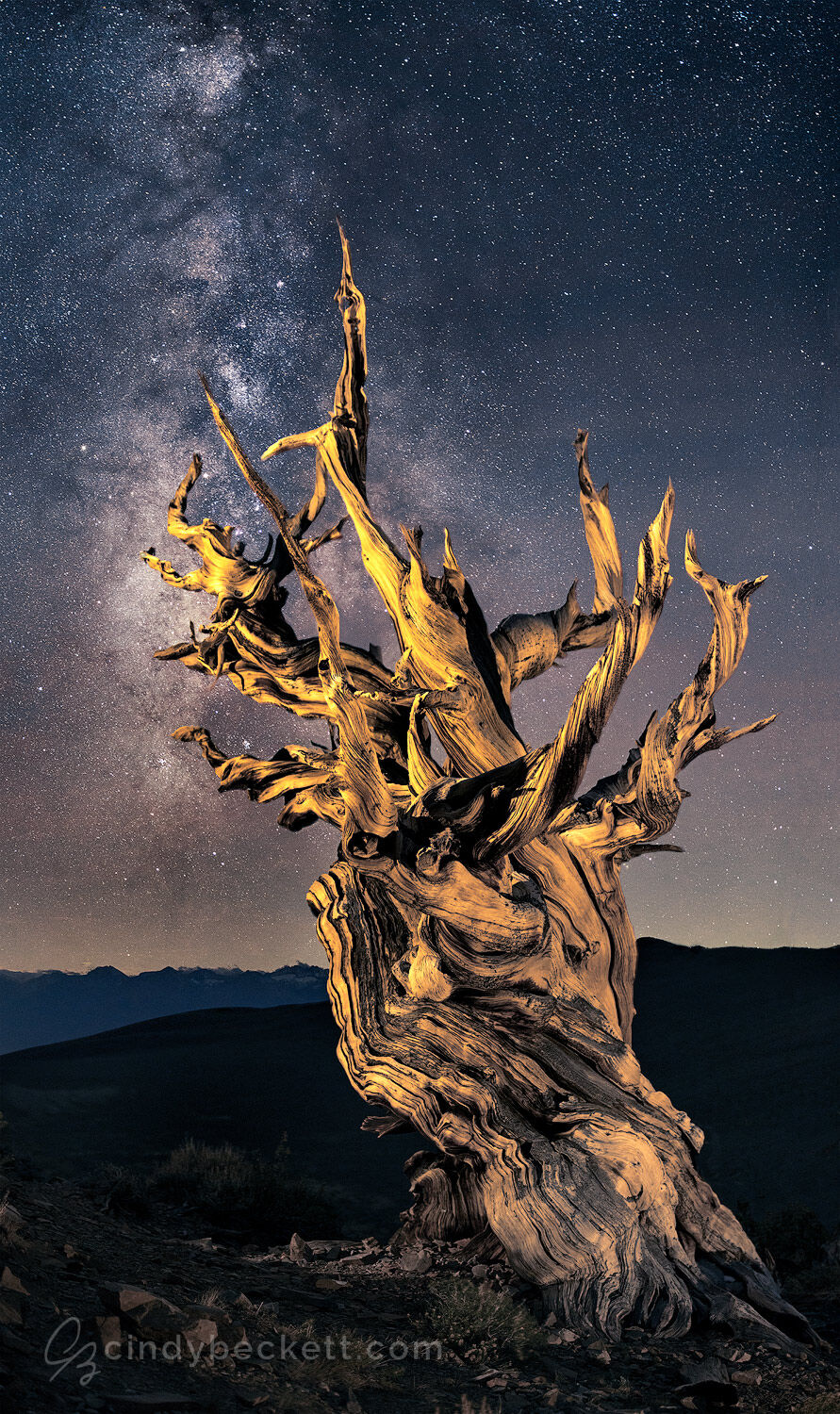 An ancient bristlecone pine reaches towards the stars in this night image taken in the high elevations of the White Mountains where these magnificent trees live