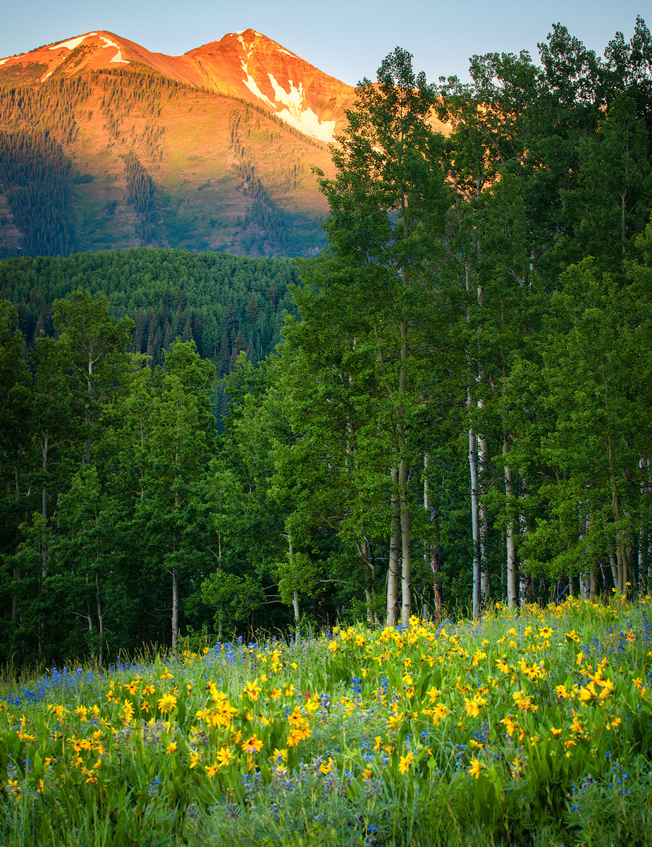 Aspen and Sunflowers