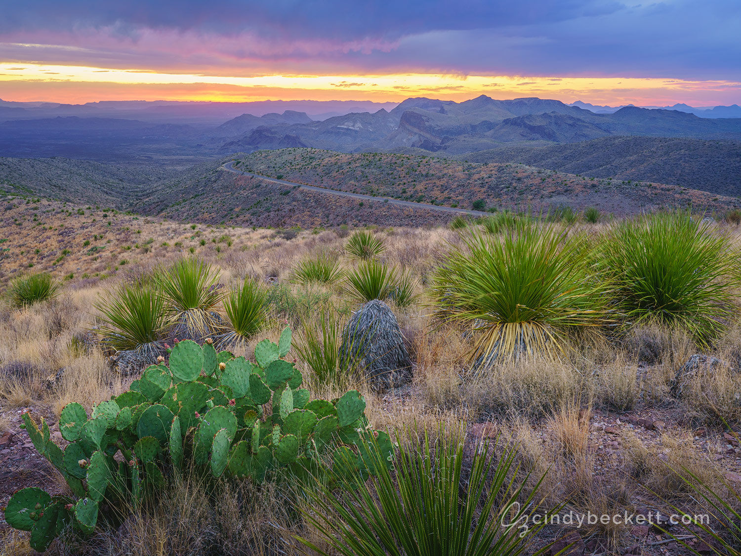 Cactus and yucca sit on the hilltop at Soltol Vista with Ross Maxwell Scenic drive leading across the mesa. A colorful sunset lights clearing storm clouds.