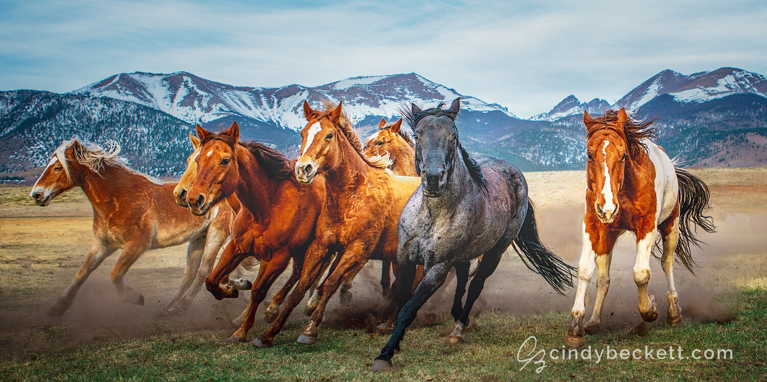 Horses of the Wet Mountain Valley