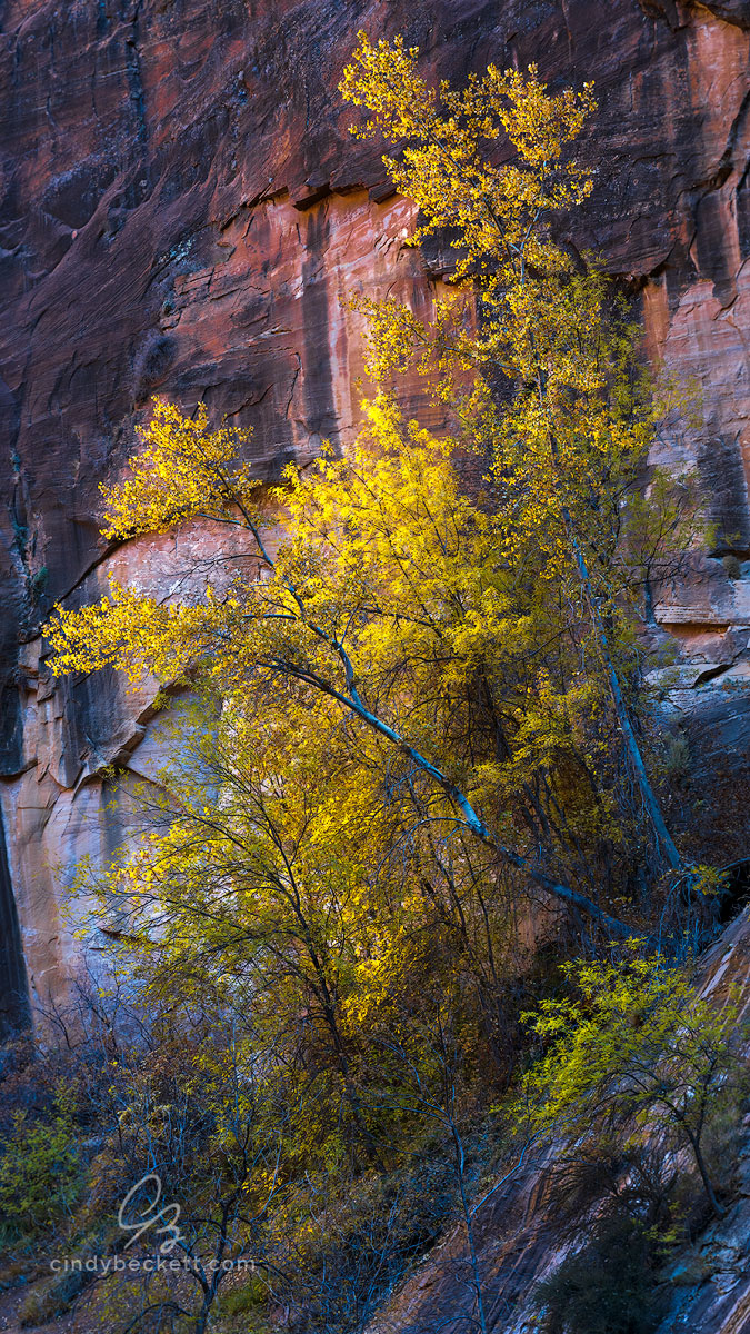 Autumn Morning in the Canyon